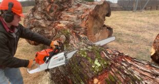 Biggest Stihl Chainsaw Review: Unleashing The Power Of The MS 881 Magnum