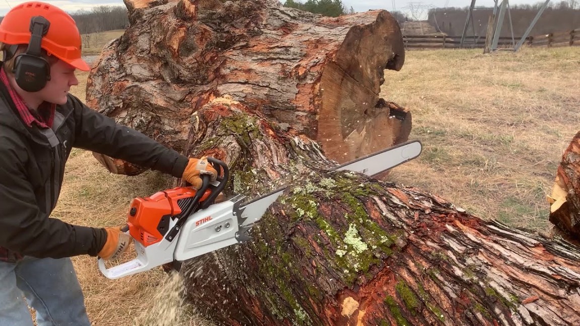 Most Powerful Production Chainsaw in the World Stihl MS  - We Bought One  - This is What We Think