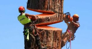 2024 Climbing Saw Review: Top Models For Arborists & Tree Trimmers