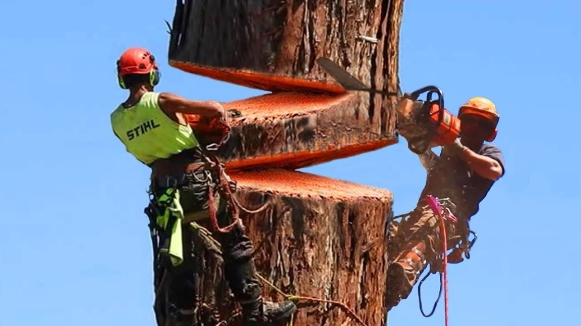 Fastest Big Chainsaw Cutting Tree Machines Skills, Incredible Tree Felling  Climbing With Chainsaw